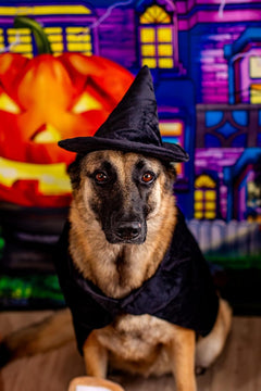 🎃🖤 Spook-tacular Medium Witch Cape & Hat Costume for Dogs! 🐾✨ Perfect for Halloween fun! 🐶👻