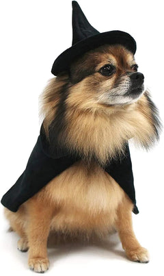 🎃🖤 Spook-tacular Medium Witch Cape & Hat Costume for Dogs! 🐾✨ Perfect for Halloween fun! 🐶👻