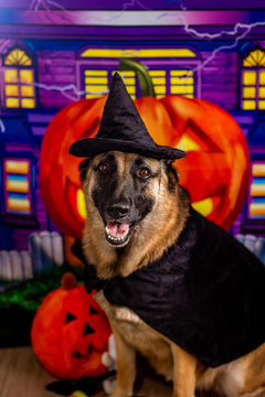 🎃🖤 Spook-tacular Medium Witch Cape & Hat Costume for Dogs! 🐾✨ Perfect for Halloween fun! 🐶👻