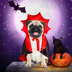 Spook-tacular Halloween Costumes for Your Medium Pup! 🐾🎃 Transform your furry friend into a charming vampire or mischievous devil this Halloween!👻🐶 #DogCostumes #HalloweenVibes