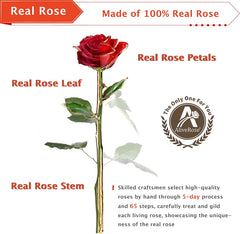 Eternal Elegance: 24K Gold-Dipped Real Rose with Stand